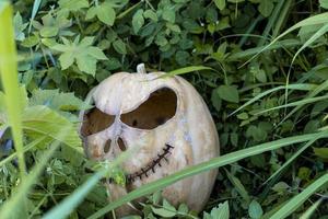 Glowing Halloween Pumpkin isolated on white background photo