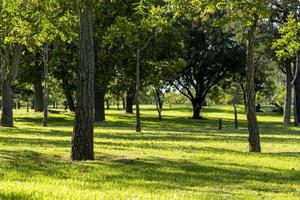 puesta de sol en un parque, luz filtrándose a través de los árboles, américa latina foto