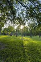 sunset in a park sunset, people picnicking around, trees filtering the sun's rays, guadalajara photo