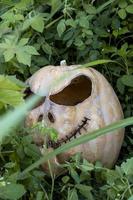 calabaza rodeada de vegetación cortada para halloween, méxico foto