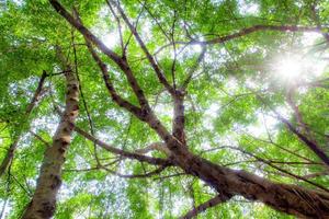 Sunlight sifting through the leaves of Banyan trees photo