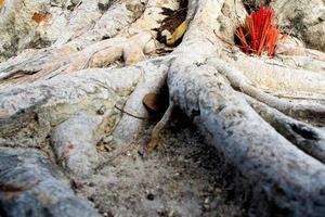 Adoración con varitas de incienso que se ofrecen en las raíces del árbol banyan foto