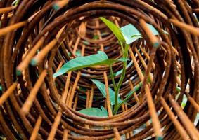 Leaf of morning glory insert in roll of rusty steel wire mesh photo