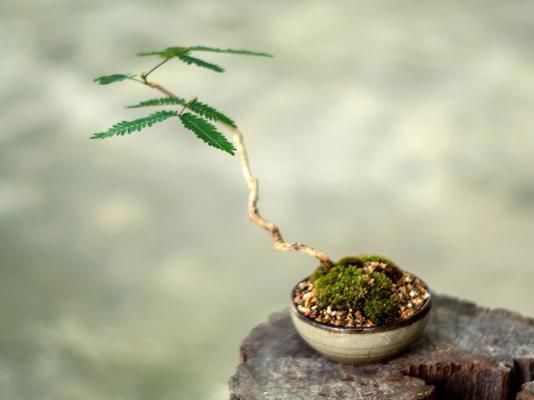 446 Bonzai Tree Isolated Royalty-Free Images, Stock Photos & Pictures