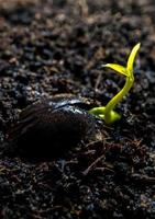 Brote de hojas de siembra de plantas jóvenes en el bosque foto