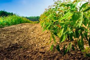 Row of Growth Eucalyptus tree in the plantation photo