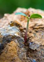 Young seeding sprout up rocky mountain soil photo