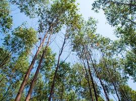 View at the treetop of eucalyptus trees in the farmland photo