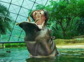 An hippo popping his head above water opens his huge mouth facing the camera photo