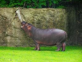 A female hippo standing on a bright green grass with an opened mouth photo