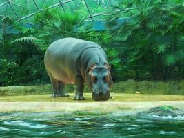 An hippo standing by the edge of a swimming pool in a zoo photo