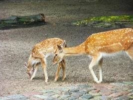 A young female deer and his mother in a park photo