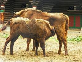 ternero de búfalo joven amamantando a su madre foto