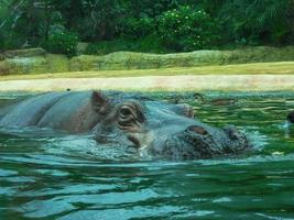 Close-up of the swimming hippo head half in water photo