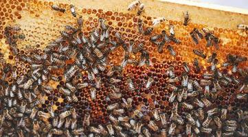 vista detallada del panal lleno de abejas. concepción de la apicultura foto