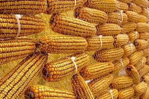 Composition of corn cobs. Horizontal image. photo