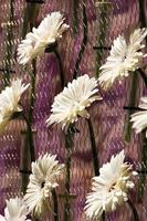 Nice composition of white flowers. Vertical image. photo