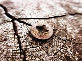 Rusty screw on a wooden trunk. Horizontal image. photo