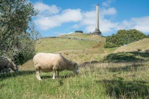 Sheep in agriculture field of One Tree Hill of Auckland, New Zealand. photo