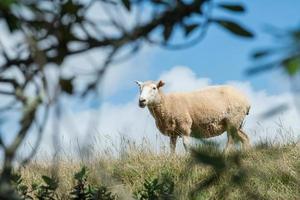 A sheep in agriculture field in the area of One Tree Hill in Auckland, New Zealand. photo
