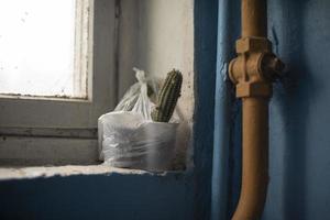 cactus en una maceta en el alféizar de la ventana de la entrada. casas en rusia desde el interior, infraestructura. foto