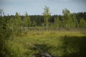 Swamp in forest. Forest in summer. Wildlife. Central strip of Russia. Climate details in Siberia. photo