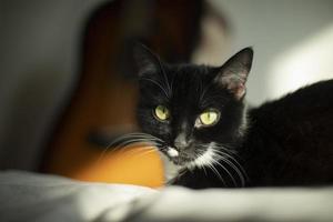 gato negro con mota blanca. gato en casa. la mascota mira a su alrededor. foto