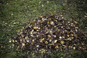 Leaves on grass. Cleaning leaves. Pile lies on lawn. photo