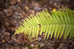 Fern in forest. Growth in nature. photo
