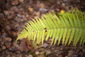 helecho en el bosque. crecimiento en la naturaleza. foto