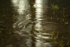 charco en primavera. círculos en el agua. la superficie del agua después de la lluvia. foto