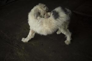 perro muerde pulgas. la mascota se rasca sola. perro con pelo blanco. foto