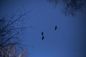 Crows fly in flocks against a blue sky. Flight of birds. Mystical sensation from the sight of ravens. photo