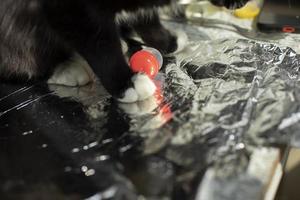 Red cap rests on foil and cat walks. Reflection of object in metal layer. photo