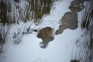 Water in snow. Melting snow. Wet weather. photo