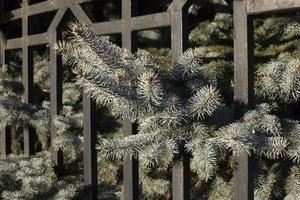 Spruce tree behind fence. Wood through lattice. Blue spruce on private grounds. photo