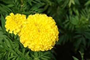 Yellow marigolds are large-flowered varieties that are popular for cutting flowers. They are strong, fast-growing plants. Marigolds are believed to symbolize prosperity. soft and selective focus. photo