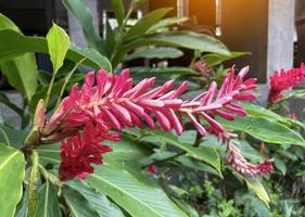 Red Ginger planted in the garden. It is a herbaceous plant with a reduced inflorescence. flowering at the end Multi-layered red bracts, cone-shaped flowers, have a mild fragrance. photo