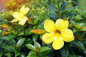 El árbol de la allamanda amarilla es un arbusto semitrepador con un ramo de flores en las axilas y al final de las ramas, cáliz cónico, de punta triangular, de color verde claro, con 5 pétalos amarillos. foto