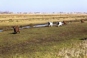 Grazing sheep in the Dutch plains photo