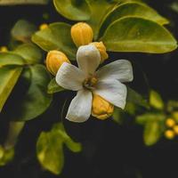 Colourful blooming flower photo