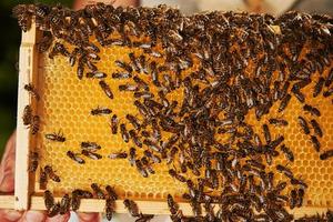 Detailed view of honeycomb full of bees. Conception of apiculture photo