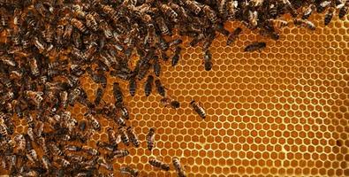 Natural lighting. Detailed view of honeycomb full of bees. Conception of apiculture photo
