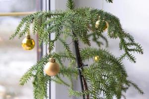 Araucaria house plant is a room spruce decorated with Christmas balls like a Christmas tree by the window. Green home interior decor photo