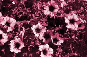 macizo de flores con petunias violetas y violetas multicolores. foto macro de la hermosa y colorida imagen de flores de petunia petunia hybrida tonificada en viva magenta, color del año