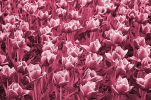 Picture of beautiful tulips on shallow deep of field close up.  Image toned in Viva Magenta, color of the 2023 year photo