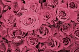 Close up of bright bunch of fresh beautiful roses.  Image toned in Viva Magenta, color of the 2023 year photo