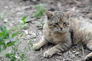 retrato de bozal triste de un gato atigrado de rayas grises con ojos verdes, enfoque selectivo foto