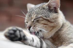 Portrait of tabby cat sitting and licking his hair outdoors and lies on brown sofa photo