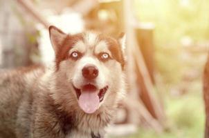 Arctic Malamute with blue eyes muzzle portrait close up. This is a fairly large dog native type photo